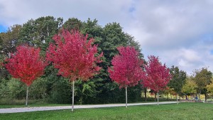 arboristika in parkovna drevesa