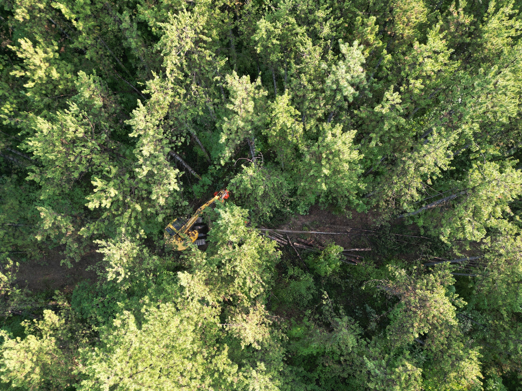 Gozdarstvo 2 gozdarstvo in gozdarske storitve, ki jih nudi podjetje Tisa