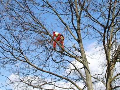Slika 6aa obrezovanje dreves na višini